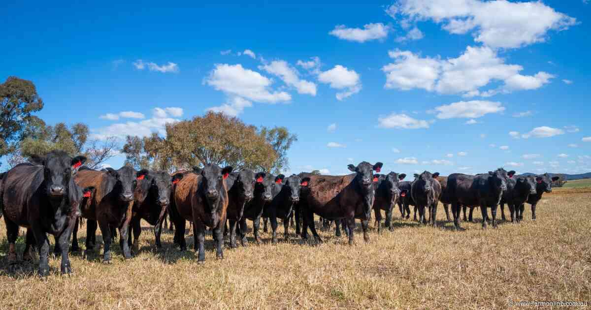 The China quota crunch: looming challenge for Australia's record beef trade