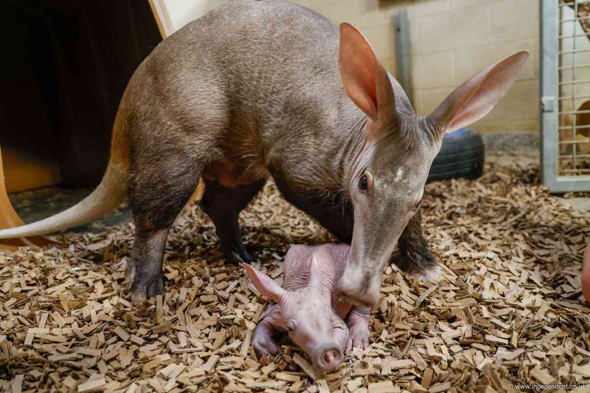 Data Center vs the Zoo: Nashville officials warn proposed facility next door threatens rare animals