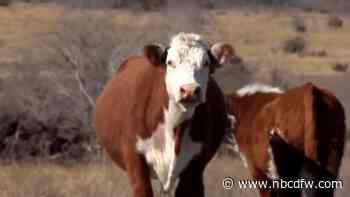 Beef prices already at records as Texas confronts screwworm cases