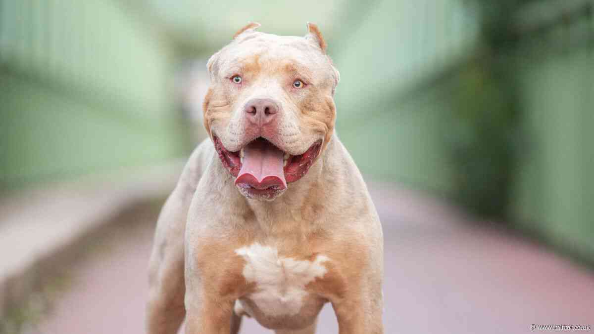 Children under 12 to be banned from being left alone with dangerous dogs