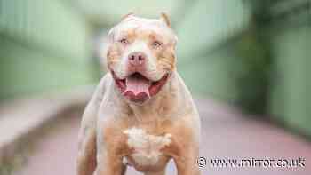 Children under 12 to be banned from being left alone with dangerous dogs