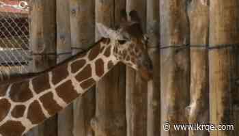 ABQ BioPark expanding giraffe habitat as part of 3 phase project
