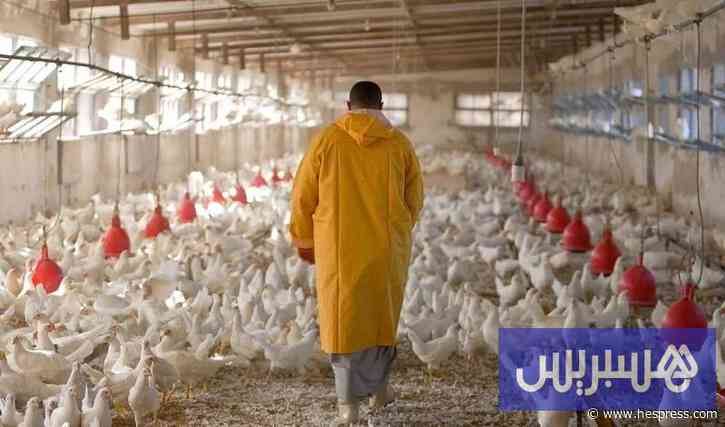 خسائر قياسية لمربي الدواجن بسبب انهيار الأسعار وارتفاع كلفة الإنتاج