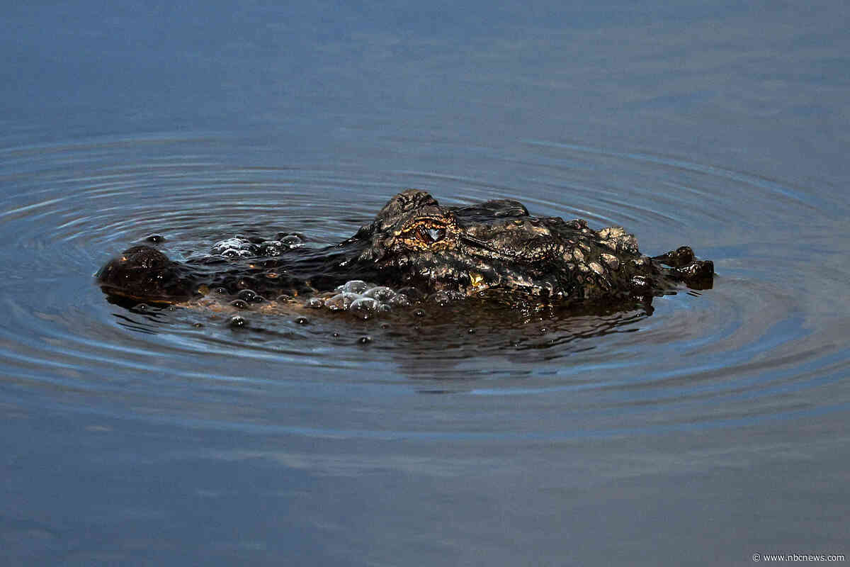 Man fleeing police attacked by alligator before continuing his getaway, Louisiana authorities say