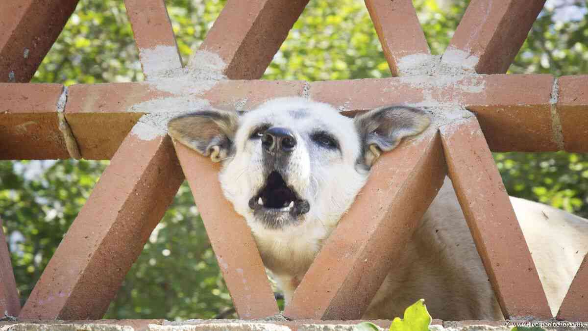 What it means when your dog won't stop barking, according to a vet