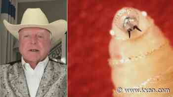 Texas AG commissioner slams USDA screwworm response