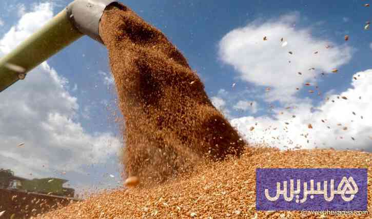 تأخر الحصاد ونقص الشغيلة يؤخران وصول الحبوب إلى المطاحن المغربية