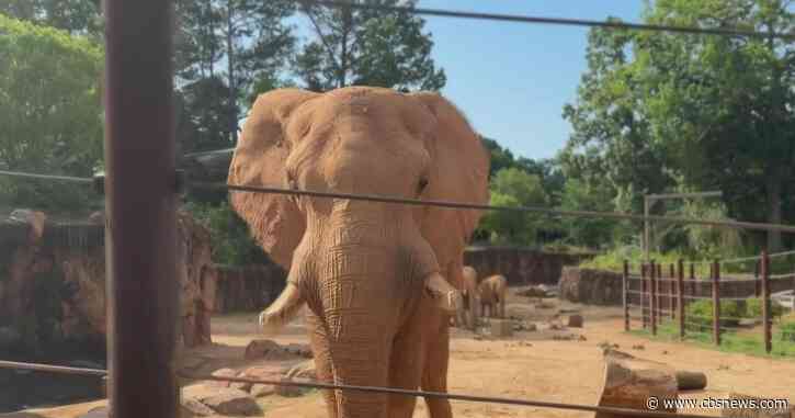 How high-tech walls are helping elephants thrive at Zoo Atlanta