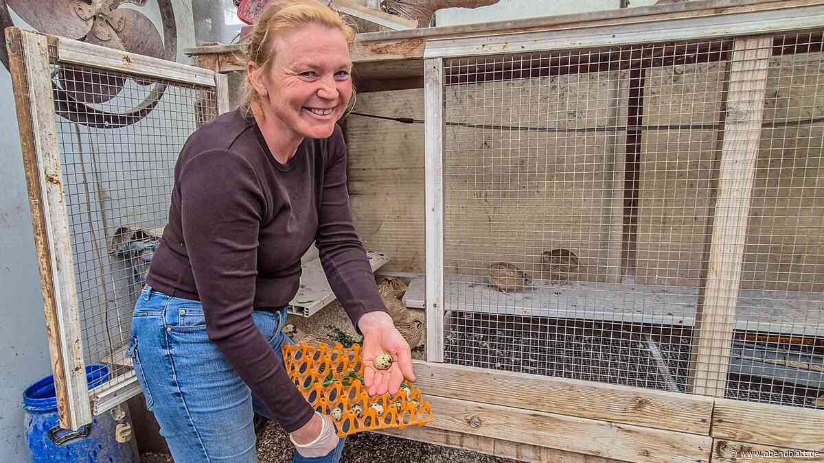 Wachteleier: Delikatesse aus Reitbrook ist bei Hamburgs Feinschmeckern begehrt