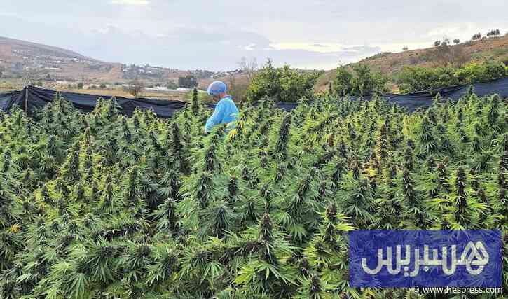 المغرب يستكمل زراعة الموسم الثالث من نبتة 