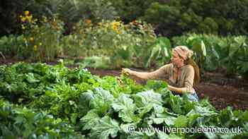 Slugs will stay away from your garden if you add kitchen scrap to soil