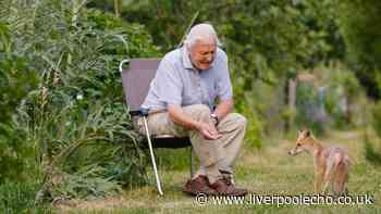David Attenborough tells gardeners to do key thing now to look after robins and blue tits