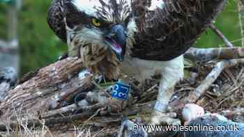 Welsh osprey sparks concern after swallowing fishing hook on live webcam