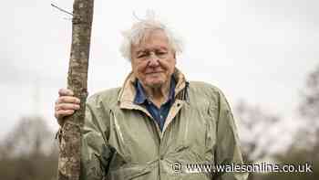 Gardeners told to do one thing immediately by David Attenborough to attract robins