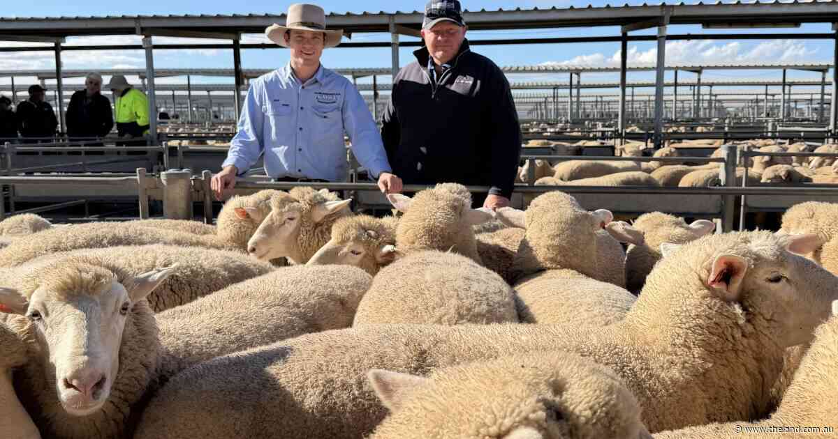 'It's our turn to get a bit': Forbes market on a high after $480 lamb record