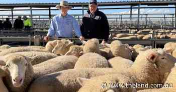 'It's our turn to get a bit': Forbes market on a high after $480 lamb record