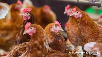 Gemeinderat lehnt Legehennen-Anlage für 12.000 Tiere ab