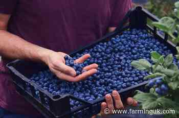 Lidl commits £500m to boost British berry sourcing