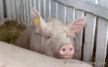 Hungary to cull 3,000 pigs after first domestic ASF case