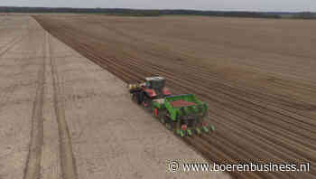 Poolse aardappelteler weigert veel te krimpen