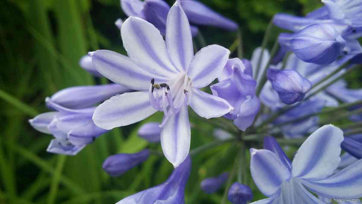 Nederlandse tuinbouw groeit naar 33,3 miljard euro productiewaarde