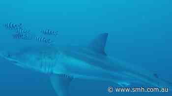 First underwater video of an adult Great White shark in the Mediterranean