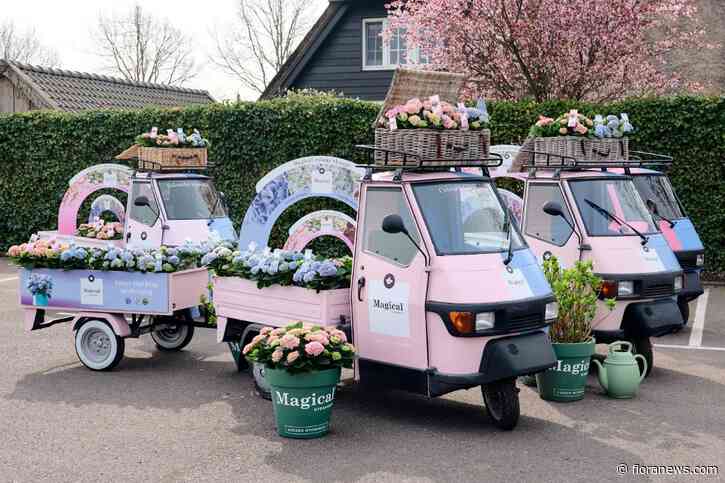 Magical Hydrangea presenteert primeur tijdens FlowerTrials