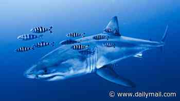 World's shark attack hotspots revealed: As a great white is spotted in the Mediterranean, experts reveal the areas where you're most likely to be bitten