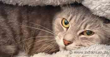 Tierheim Erlangen um Hilfe gebeten: Halbes Dutzend Katzen in Stadtwohnung