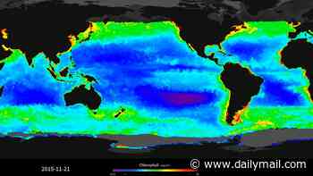 The ominous pattern leading up to a Super El Niño: NASA satellites reveal how warming ocean waters impact marine life across the globe