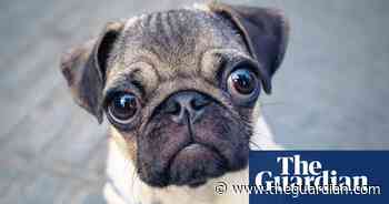 Did you solve it? Do you have a snout for numbers?