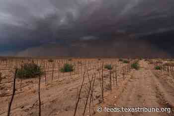 How bad will drought be in Texas? Rio Grande Valley farmers are bracing for the worst.