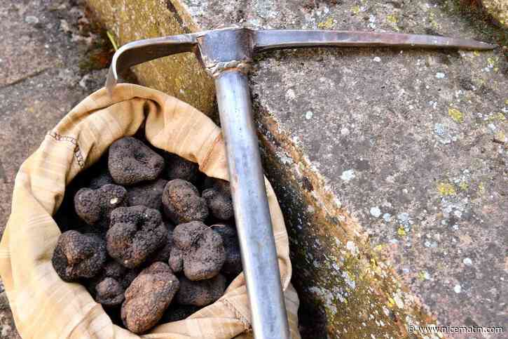 Elles seront peu nombreuses mais de bonne qualité : la truffe d’été revient tous les mercredis sur les étals du marché à Aups jusqu’à fin août