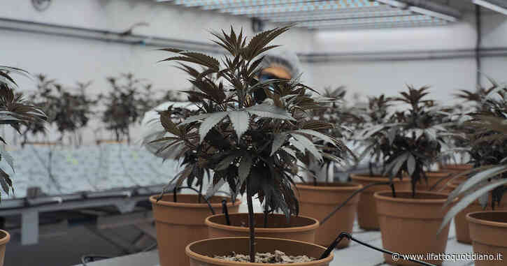 Cannabis medica, interrogazioni parlamentari di Avs, M5S e +Europa sui pazienti convocati in caserma per l’indagine sulla consegna a domicilio