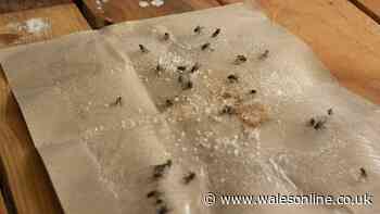 I tried 5p hack to get rid of fruit flies — I've not seen one since