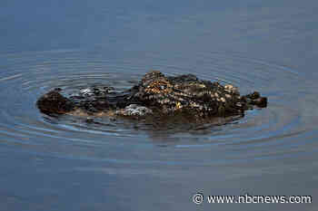 Man fleeing police attacked by alligator before continuing his getaway, Louisiana authorities say
