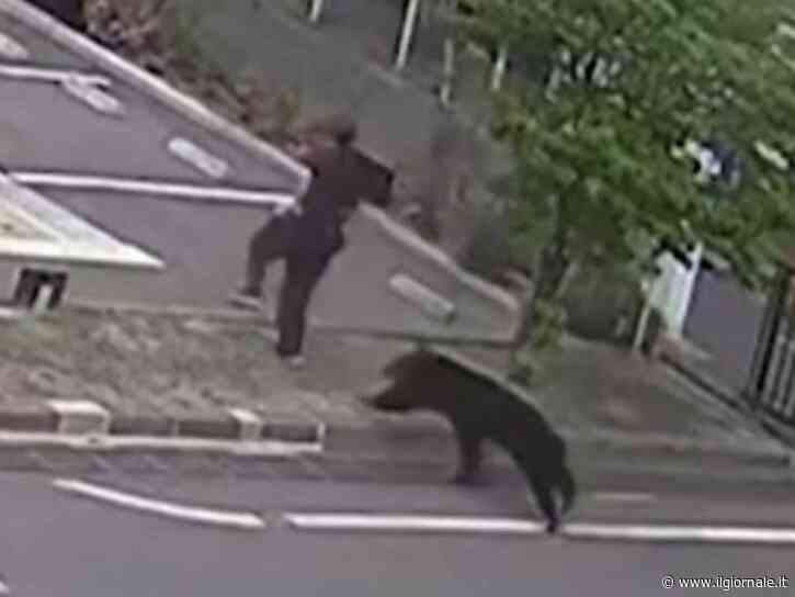 Attacchi e aggressioni agli umani: cosa c'è dietro la "guerra degli orsi" in Giappone