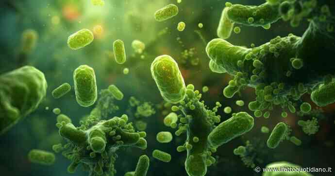 Torna l’incubo del batterio mangiacarne: “Dopo 60 anni il parassita è tornato ad uccidere anche i cani”. Individuati 5 focolai negli Usa, pioggia di mosche sterili dal cielo