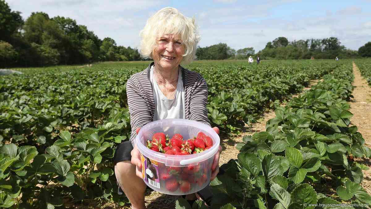 Rot, süß und frisch vom Feld: Erdbeeren in Wolfsburg zum Selberpflücken
