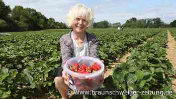 Rot, süß und frisch vom Feld: Erdbeeren in Wolfsburg zum Selberpflücken