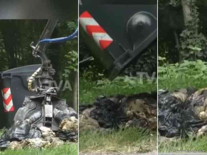 Decine di carcasse di ovini macellati, l'ombra della festa islamica dietro la mattanza nei boschi