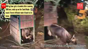 Wild Gaur gets stranded after roaming 300 kms; ends up on the Tamil Nadu coast: Forest officials take it back to its home