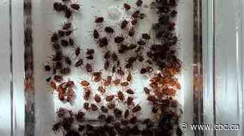 Saskatchewan enduring 'super-abundant' year for ticks