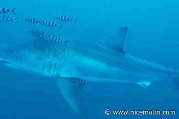 « J’avais les doigts qui tremblaient » : un grand requin blanc filmé pour la première fois par un plongeur en Méditerranée