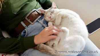 Pet owners warned of symptoms as cats 'good at hiding' painful condition