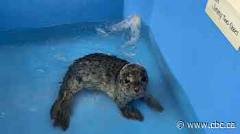 Seal pup with umbilical cord still attached rescued in Prince Rupert