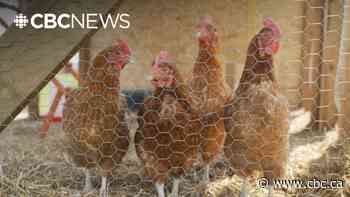 Sask. school raises chickens to learn food doesn't come from grocery store