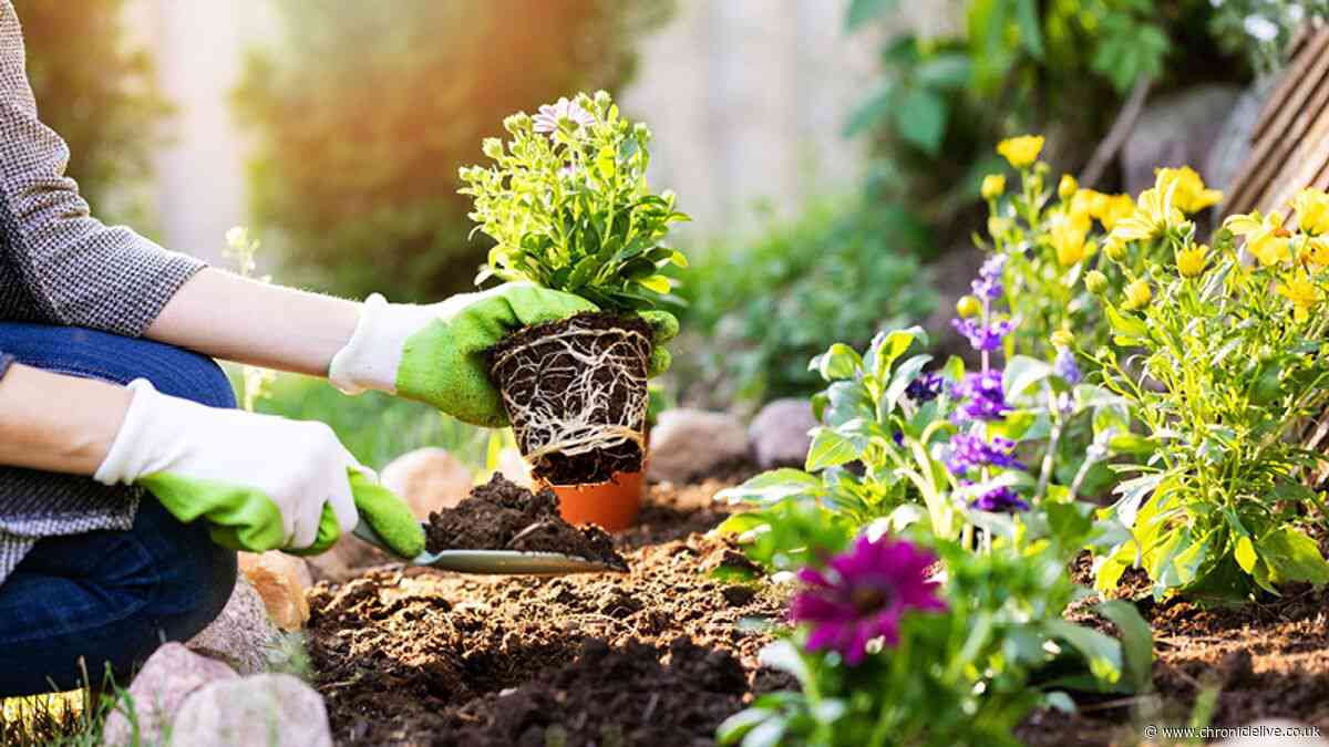 Get £10 FREE to spend at YouGarden this June