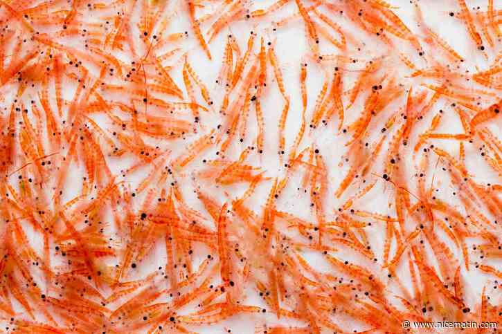 Saumon, algues, krill : Monaco aborde la manière dont les « aliments bleus » vont bouleverser nos assiettes dans les prochaines années