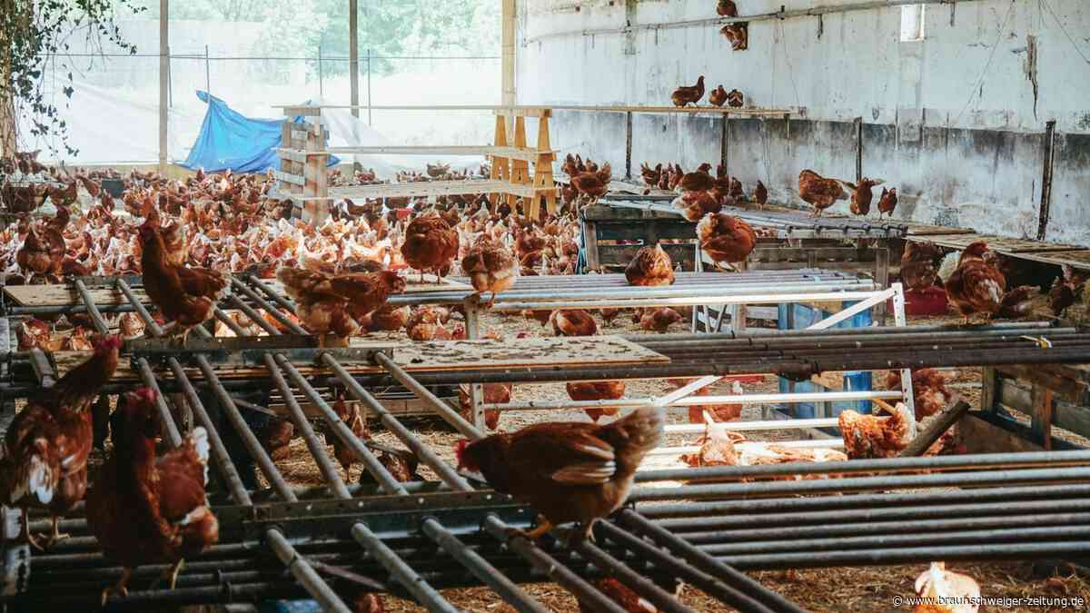 Nach Brand-Katastrophe: Wolfsburger Verein evakuiert mehr als 2000 Hühner
